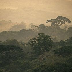 Blick auf den Regenwald in Gabun.