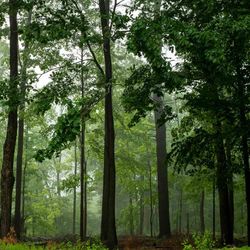 Menschenrecht auf Wald? Blick in einen Mischwald, die Bäume sind voller grüner Blätter und sehen sehr gesund aus.