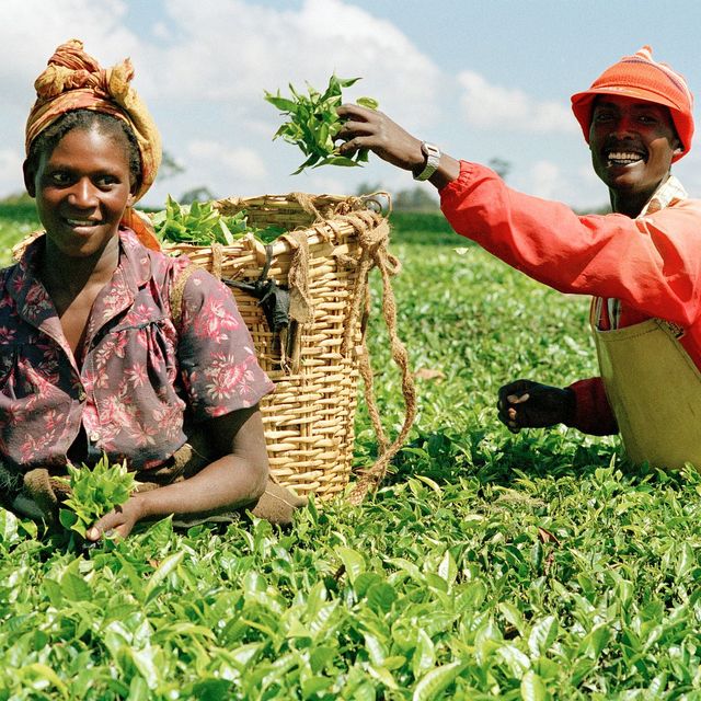 Eine Teepflückerin und ein Teepflücker ernten in Kenia und bahnen sich ihren Weg durch ein Feld. Dabei lacht der Mann und legt Blätter in den Korb der Frau, den sie auf den Schultern trägt. Er lächelt und sie schauen beide in die Kamera. Eine weitere Person ist unscharf hinten links im Hintergrund zu sehen.