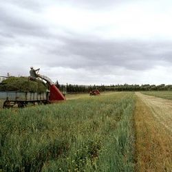 Feld Bewirtschaftung Projekt FAO 