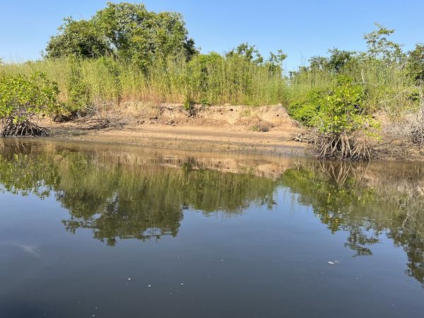 Blick auf ein Uferstück, an dem kleine Mangrovenkeimlinge aus der braunen Erde ragen.