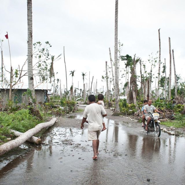 Der Taifun Haiyan zerstörte 90 Prozent der Kokosnusspalmen in Leyte, Philippinen, 2014. (Quelle: Oxfam/Jan Kowalzig)