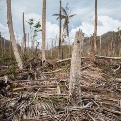 A devastated coconut plantation devastated by Hurricane Maria ©Tomás Ayuso/IRIN Eine zerstörte Kokosnussplantage ist zu sehen. Es ragen nur noch unzählige Baumstümpfe aus dem Boden.