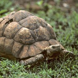 Kenianische Landschildkröte Eine große Landschildkröte auf einer grünen Wiese