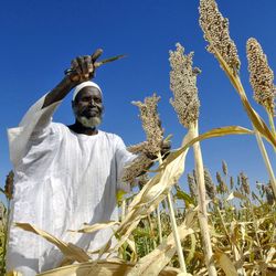 UN Photo/Fred Noy Ein Bauer erntet Hirse.