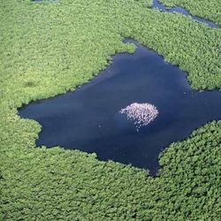 In einem See stehen zahlreiche rosafarbene Flamingos
